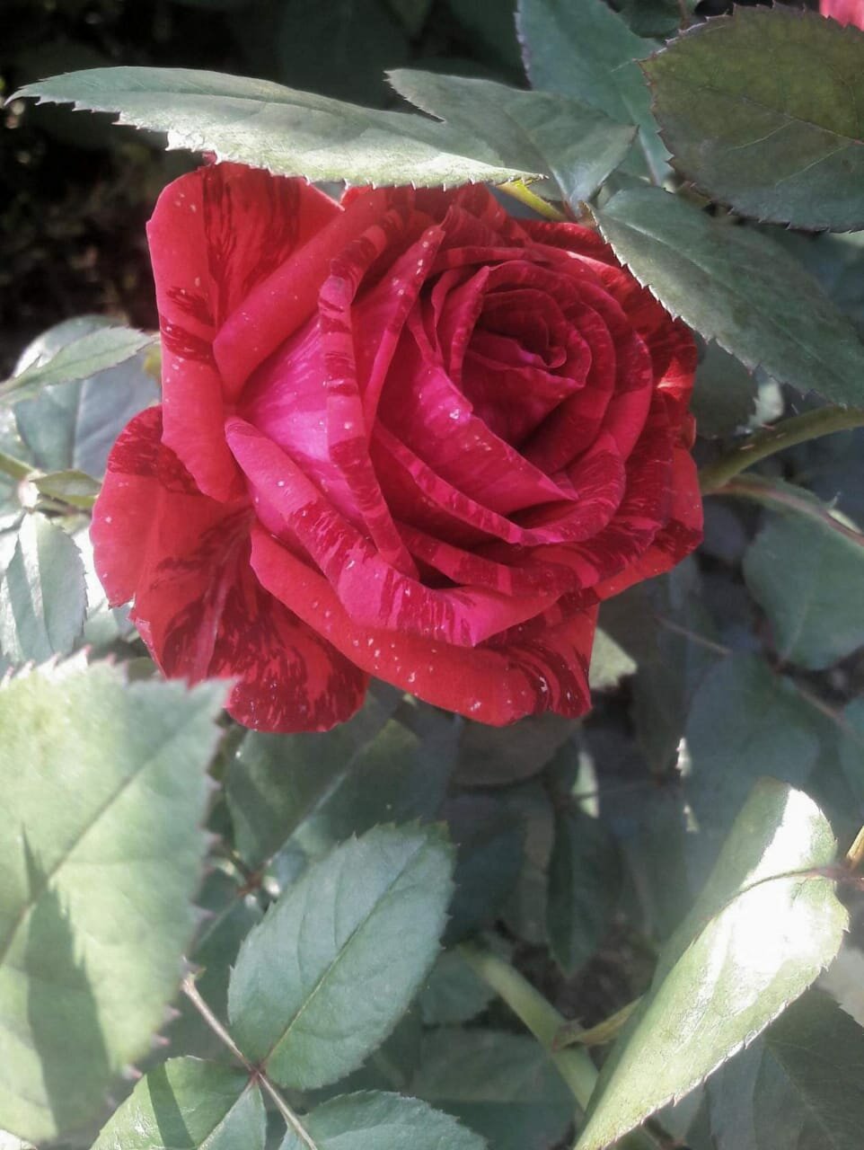 Узбекские розы. Сорт розы ред интуишн. Чайно-гибридные розы ред-куин.