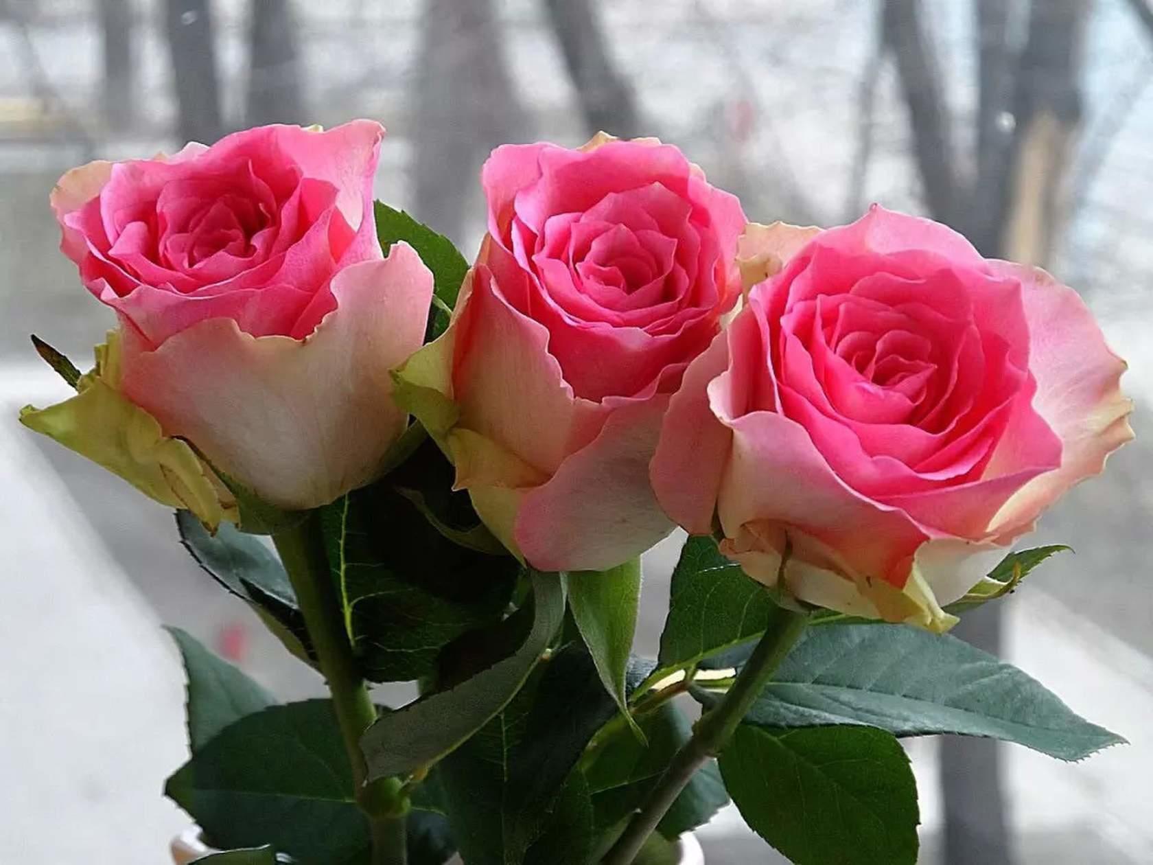 Добрый день картинки с розами. Красивые розы. Доброе утро розы. Розы картинки красивые. С добрым утром розы.