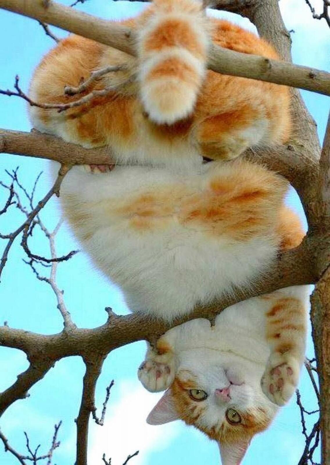 Картинки с добрым утром весенние с котами. Кот на дереве. Кот д. Коты на деревьях. Смешное про весну.
