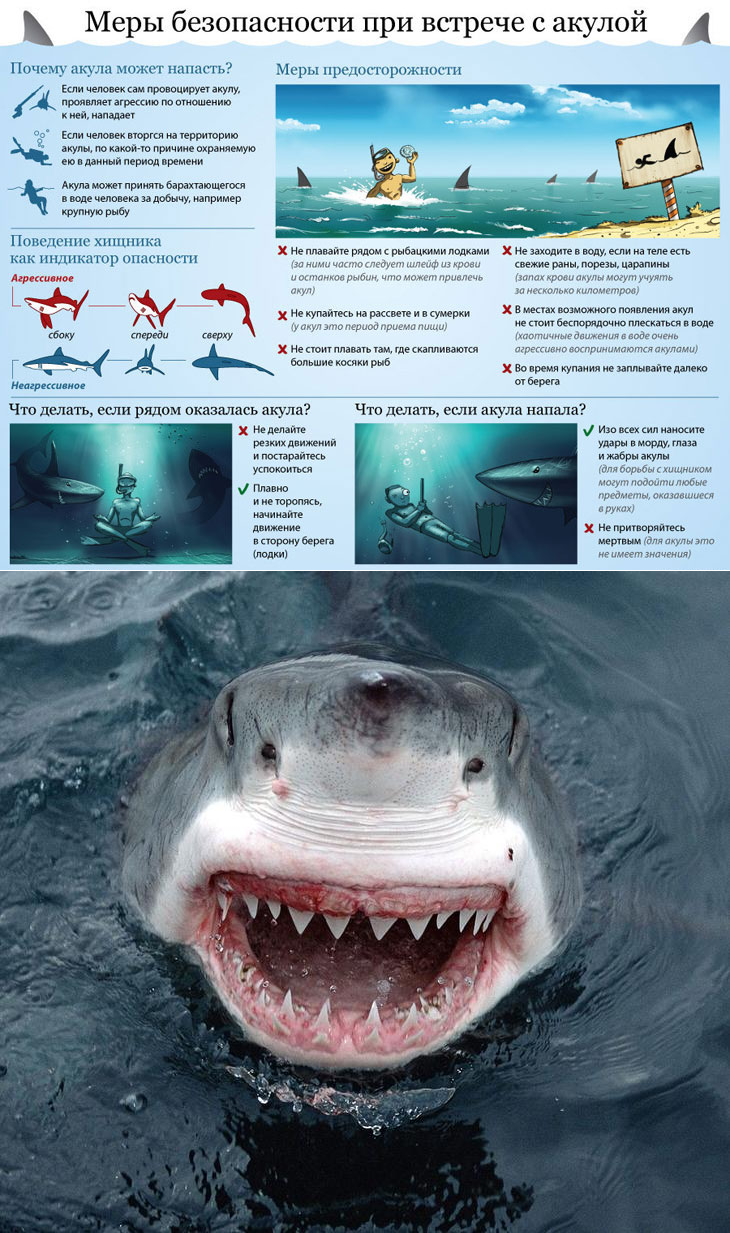 Почему акулы постоянно. Акула в движении. Самые опасные акулы для человека. Акула которая не опасна для человека.