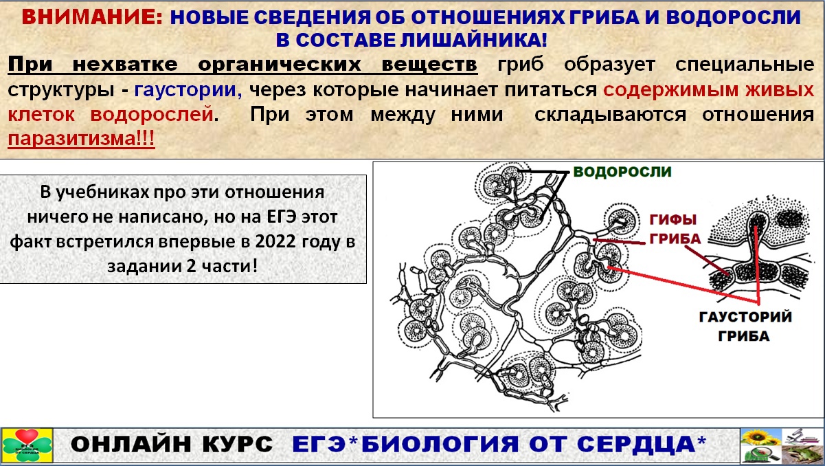 11 задание егэ биология. Микобионт ЕГЭ. Сердце ЕГЭ биология 2023. Микобионт рисунок ЕГЭ биология. Грибы ЕГЭ биология микобионт.