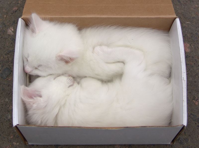 Хорош расшевелить сделано. Коробка с котятами. Белая кошка в коробке. Белый котенок в коробке. Котик антидепрессант.
