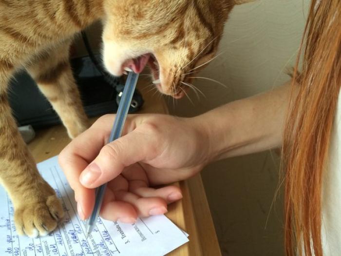 Грызу ручку почему. Кот грызет ручку. Грызть карандаш. Котик кусает ручку. Грызть гранит науки.