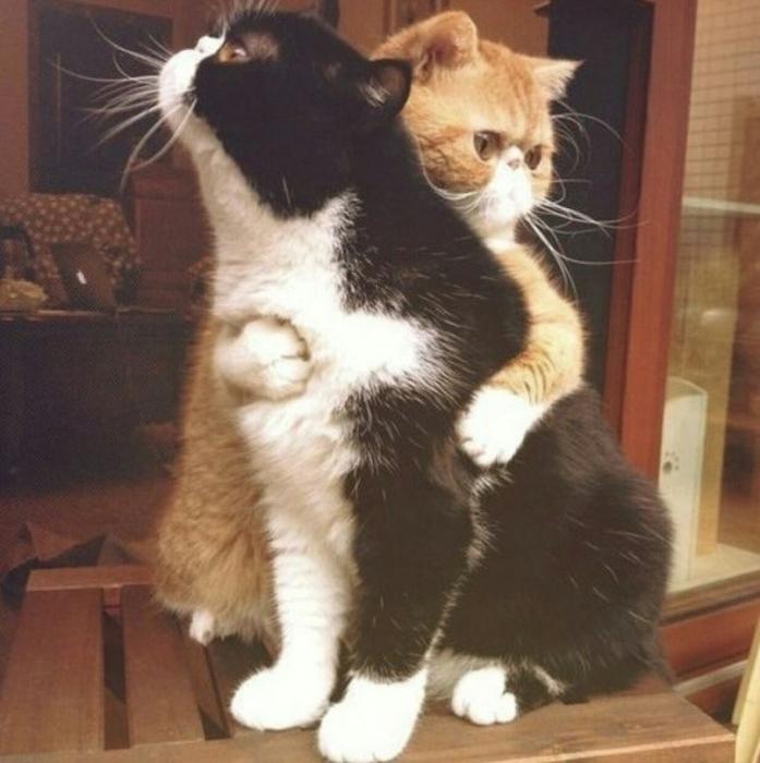 Песня кусь мур. Котики обнимаются. Обнимашки картинки. Кот обнимашка. Котик обнимает котика.