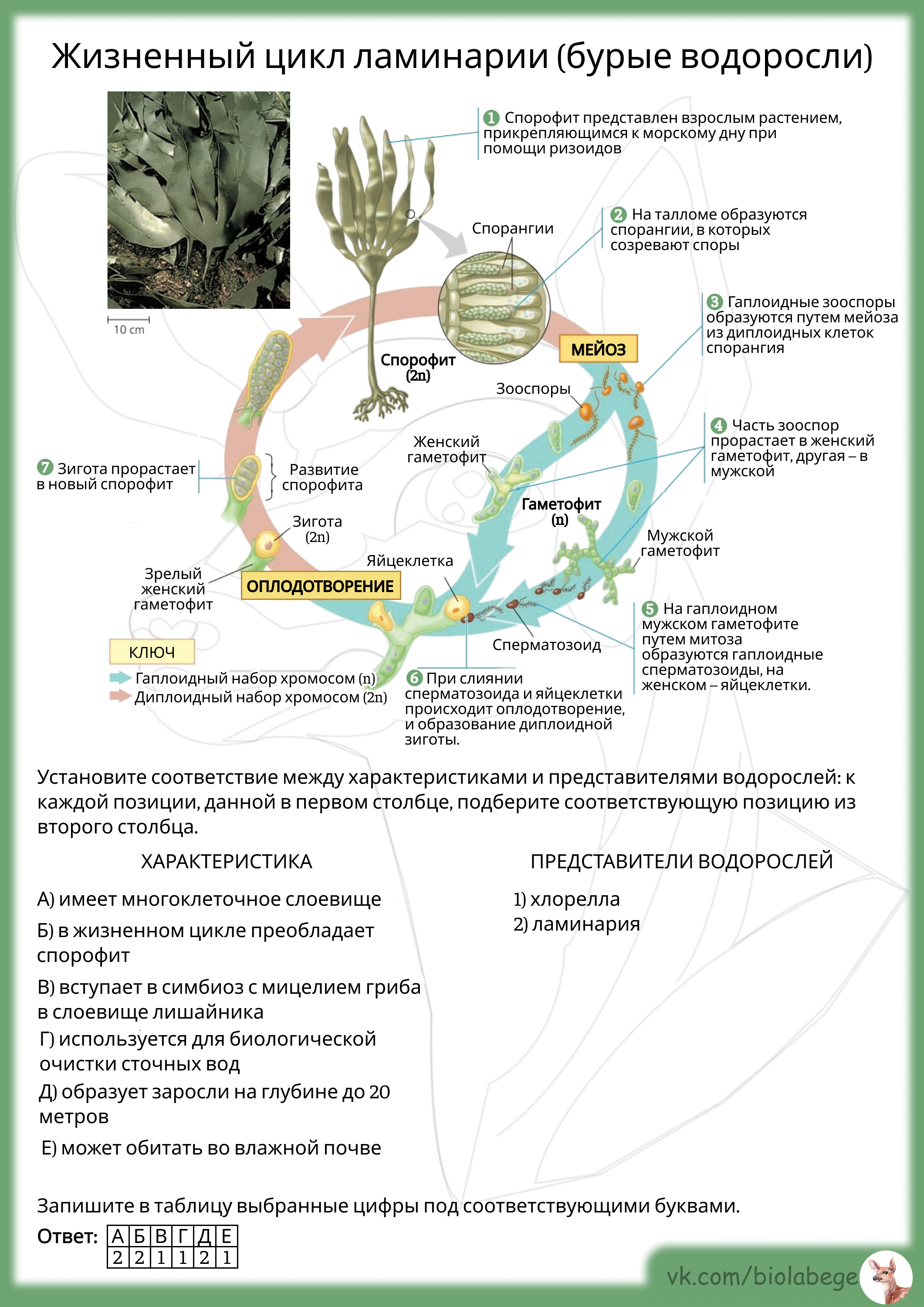В жизненном цикле водорослей преобладает. Жизненный цикл ламинарии ЕГЭ биология. Жизненный цикл водорослей ЕГЭ биология. Бурая водоросль ламинария цикл развития. Жизненный цикл бурых водорослей.
