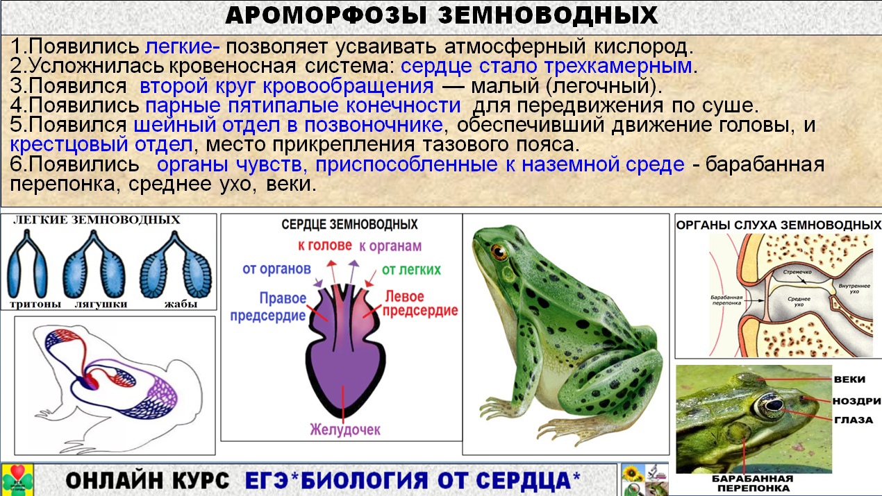 Презентация земноводные егэ биология