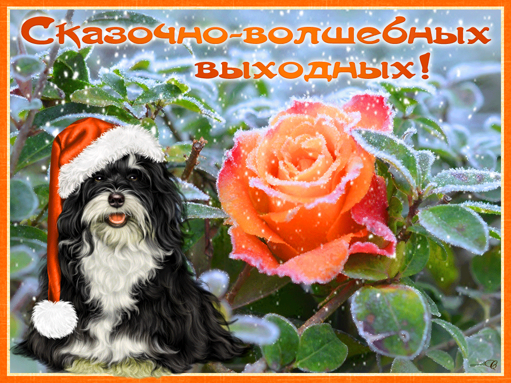 Доброго дня и хороших выходных зимние картинки. Чудесных выходных и хорошего настроения. Удачных выходных и отличного настроения зимние. Доброго зимнего выходного дня и хорошего настроения. Хороших зимних выходных и отличного настроения.