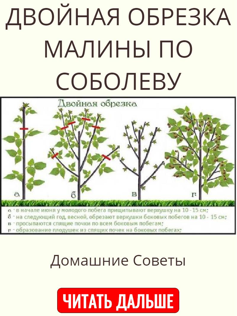 Как ухаживать за ремонтантной. Малина ремонтантная подрезка. Схема обрезания малины ремонтантной. Схема обрезки ремонтантной малины. Обрезка ремонтантной малины весной.