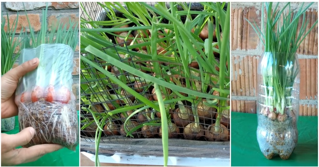 Горшки для зелени на подоконнике. Цветная капуста в открытом грунте. Книги о рассаде овощей. Замиокулькас луковица. Рассада белокочанной капусты.