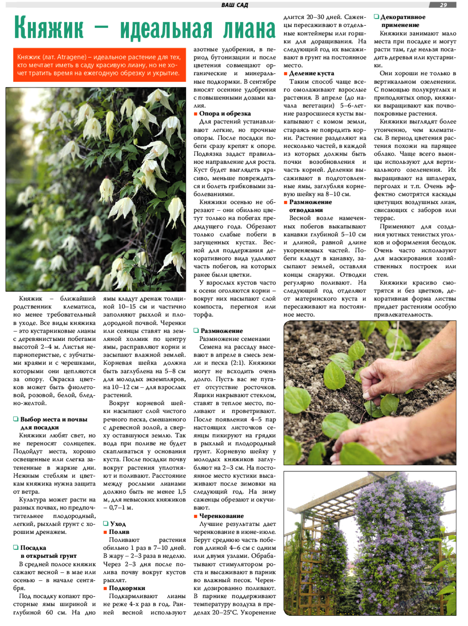 Клематис майдвелл холл. Посадка княжика весной в открытый грунт. Посадка княжика весной в открытый грунт. Клематис ботанический (княжик) сесиль. Клематис княжик альпийский голубой.