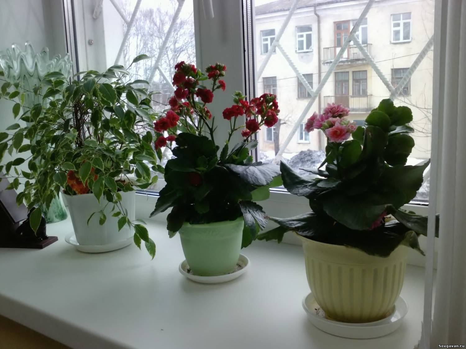 Домашние цветы группы. Комнатные цветы. Комнатные растения на подоконнике. Цветок в горшке на подоконнике. Цветущие комнатные растения.