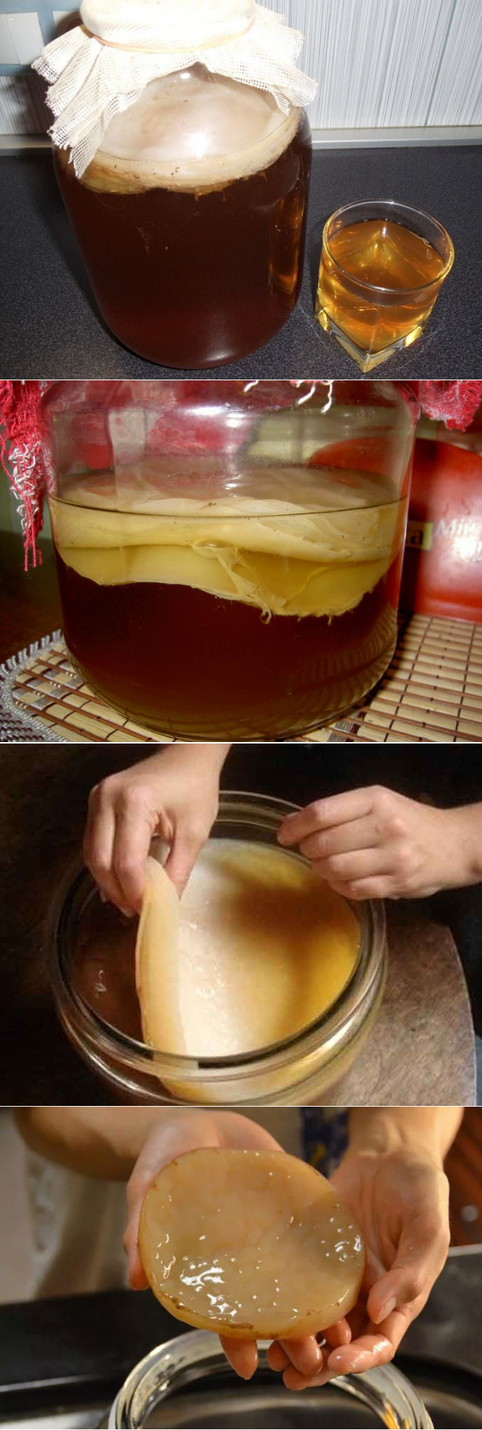 Чайный гриб как заваривать рецепт. Чайный гриб - Комбуча. Чайный гриб 10 литров. Комбуча модный чайный гриб. Чайный гриб этапы роста.