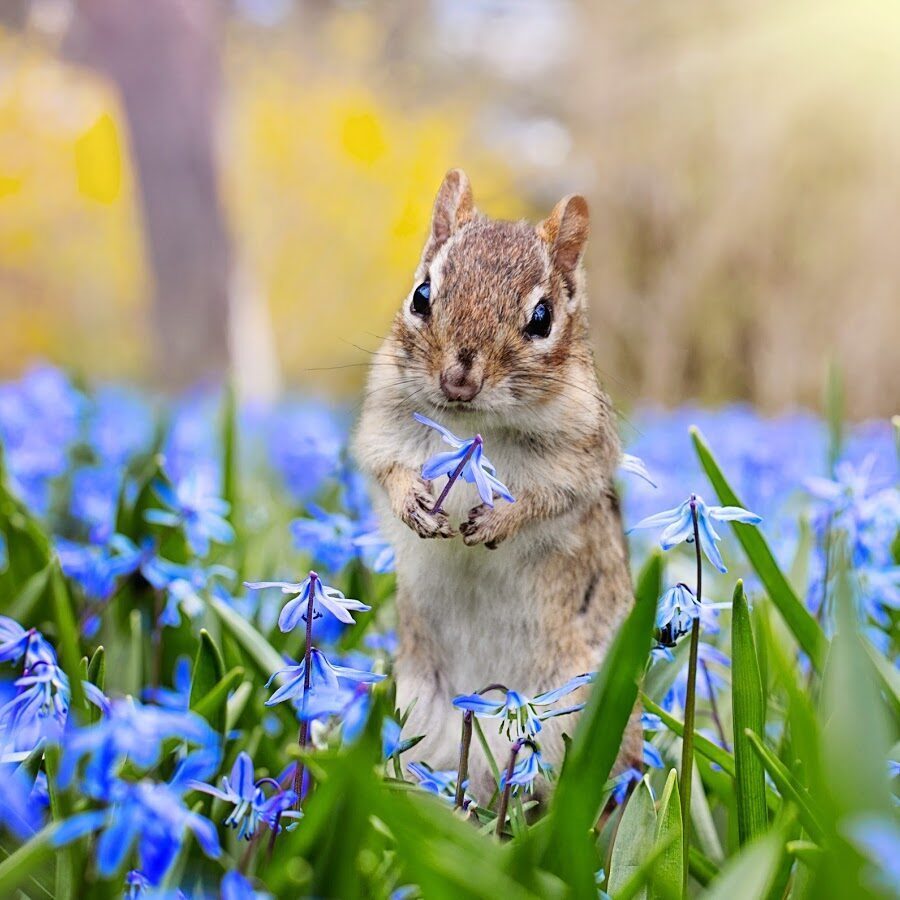 Милые животные весной