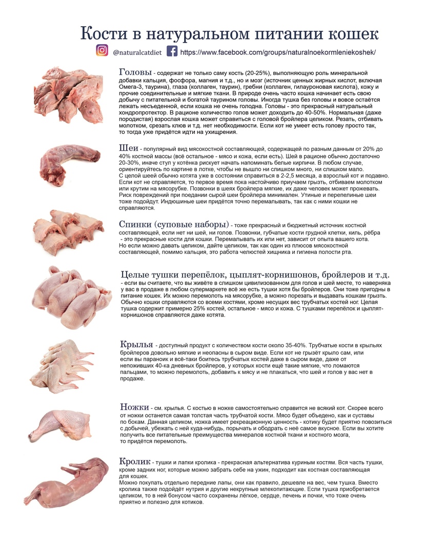 Состав куриной головы для кошек. Куриные головы котам. Головы цыплят бройлеров. Рацион кота на натуральном питании. Куриные головы котам.