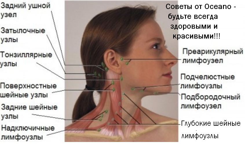 Лимфоузлы на ощупь. Околоушные лимфоузлы расположение схема. Лимфатические узлы на лице. Лимфатические узлы лица и шеи. Расположение лимфоузлов на лице.