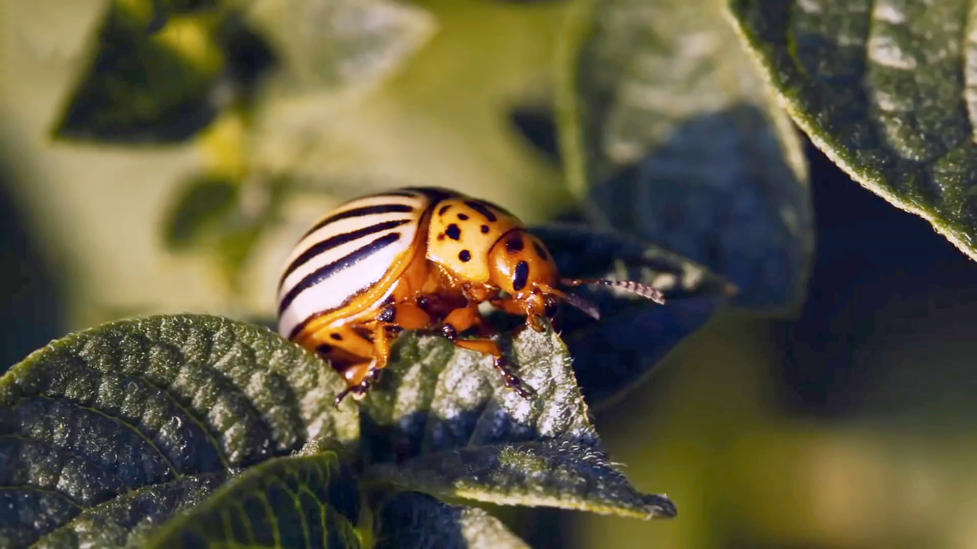 Вредные насекомые колорадский жук. Рубит колорадский жук. Колорадский жук крылья. Колорадский жук фото. Leptinotarsa decemlineata.