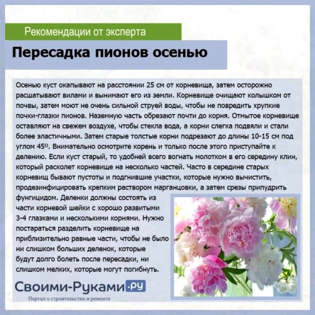 Пион после пересадки. Схема посадки древовидного пиона. Пересадка цветущих пионов. Семена цветов пионов как вырастить. Из чего выращивают пионы.