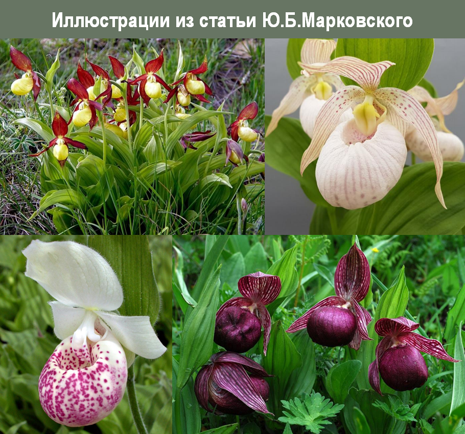 Циприпедиум Королевский