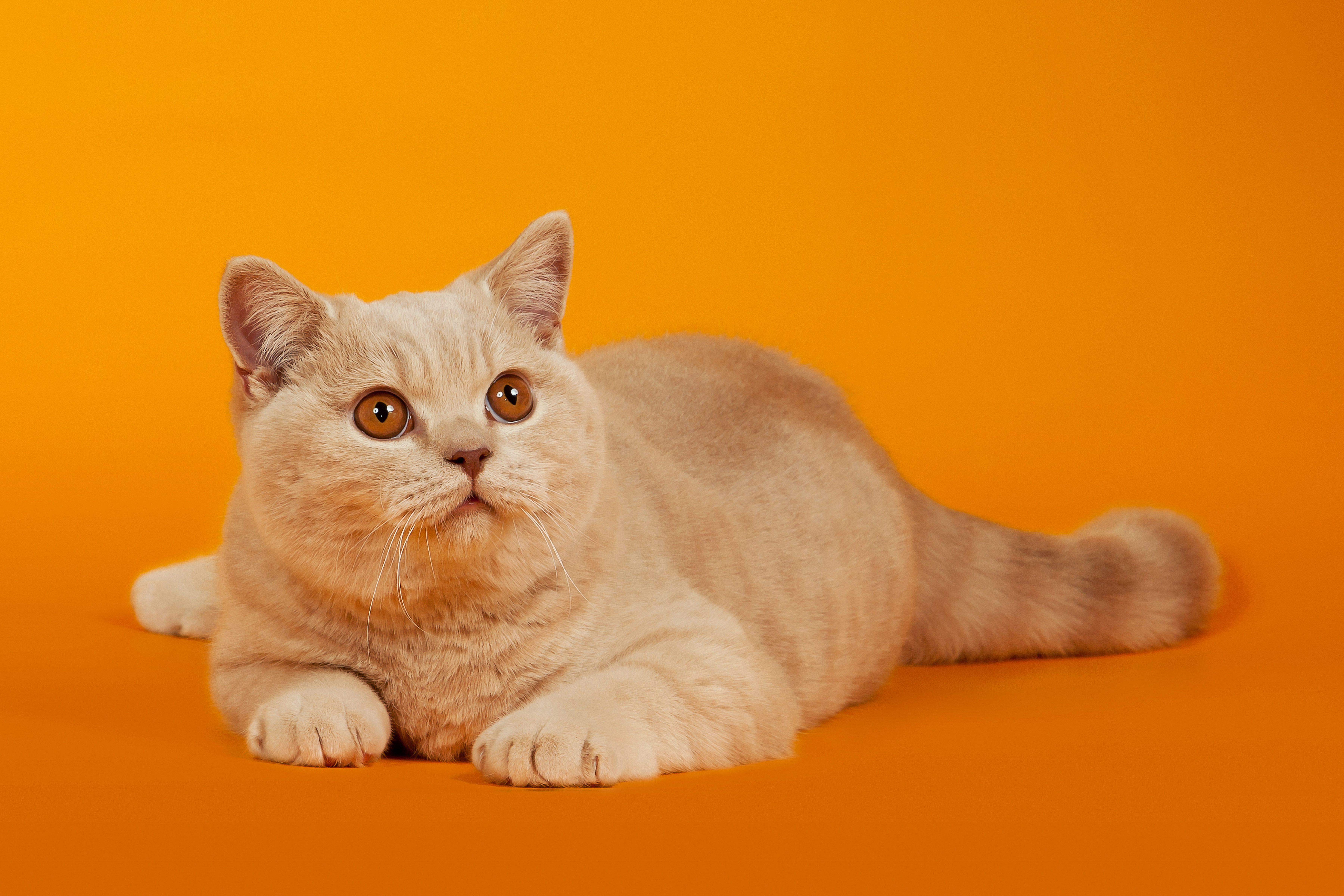 Шотландский котенок прямоухий рыжий