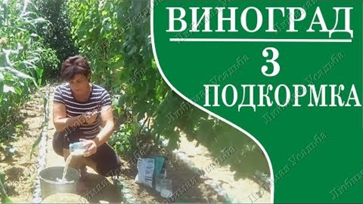 Подкормка винограда в сентябре. Жимолость и виноград. Подкормка винограда. Удобрение для винограда весной. Подкормка винограда в сентябре.