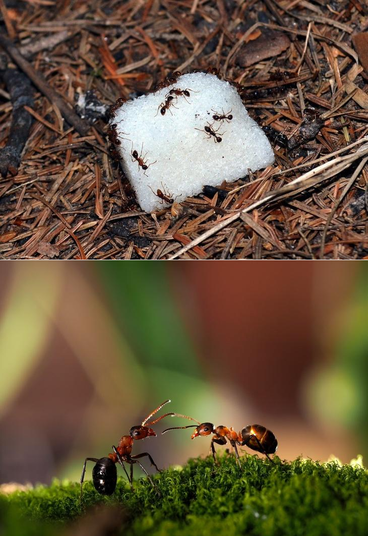 Заболевшие муравьи. Муравей. Садовые муравьи. Муравьев на участке.. Большие муравьи на дачном участке.