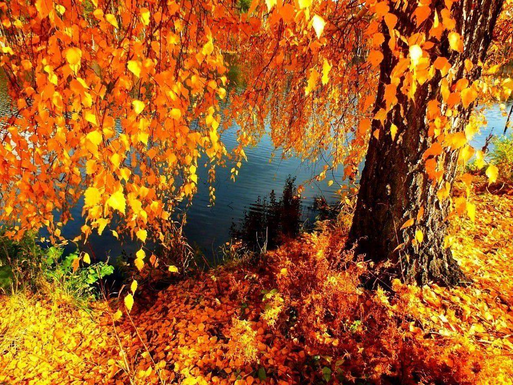 Осень звон. Осенний листопад. Листопад осенью. Природа осень листопад. Золотая осень листопад.