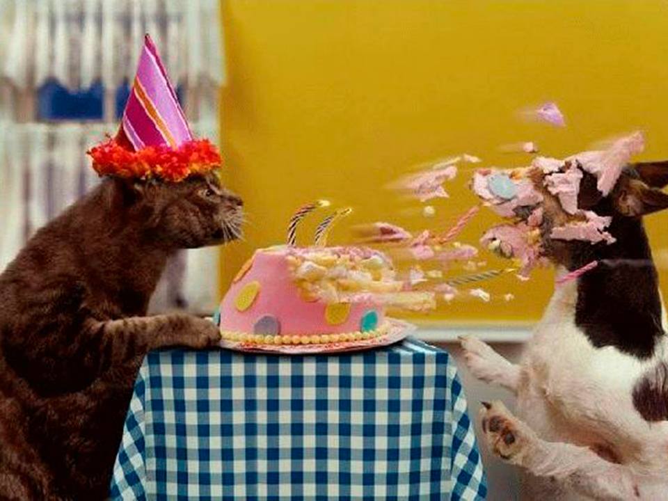 Звери на дне рождении. С днем рождения кот. С днём рождения смешные. Котик поздравляет с днем рождения. С днем рождения прикольные картинки.