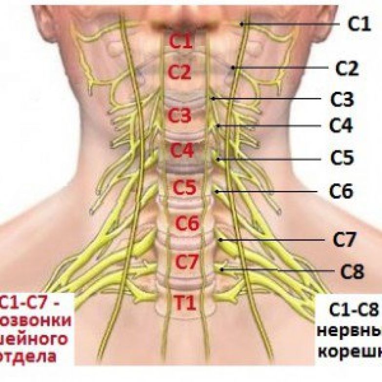 Корешки поясницы