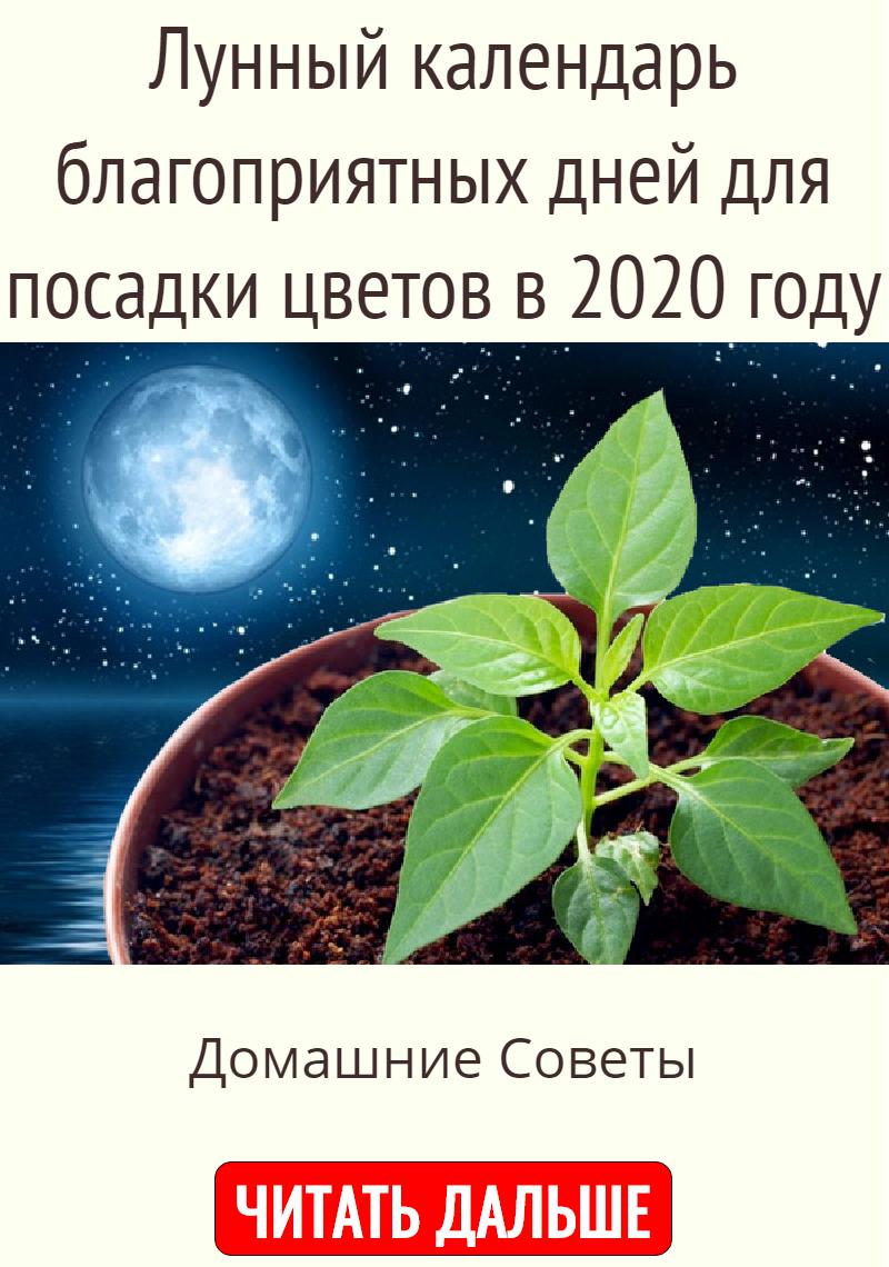 Благоприятные дни для пересадки комнатных цветов. Благоприятные дни в марте для комнатных растений. Лунный календарь пересаживания комнатных растений. Календарь пересадки комнатных растений 2022 года. Таблица пересадки комнатных растений в 2023 году.