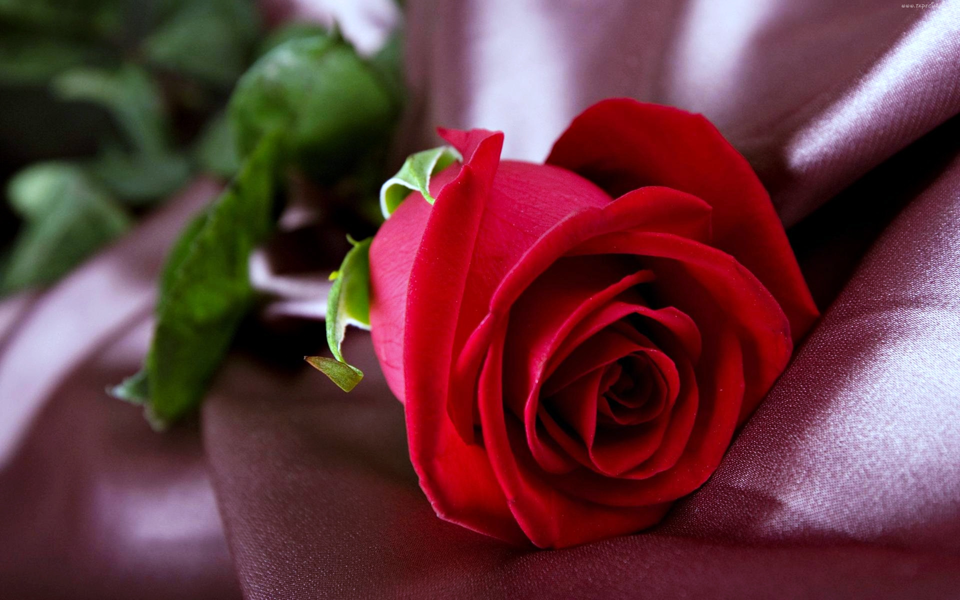 Gul yuzim. Красные розы. Цветы розы красные.