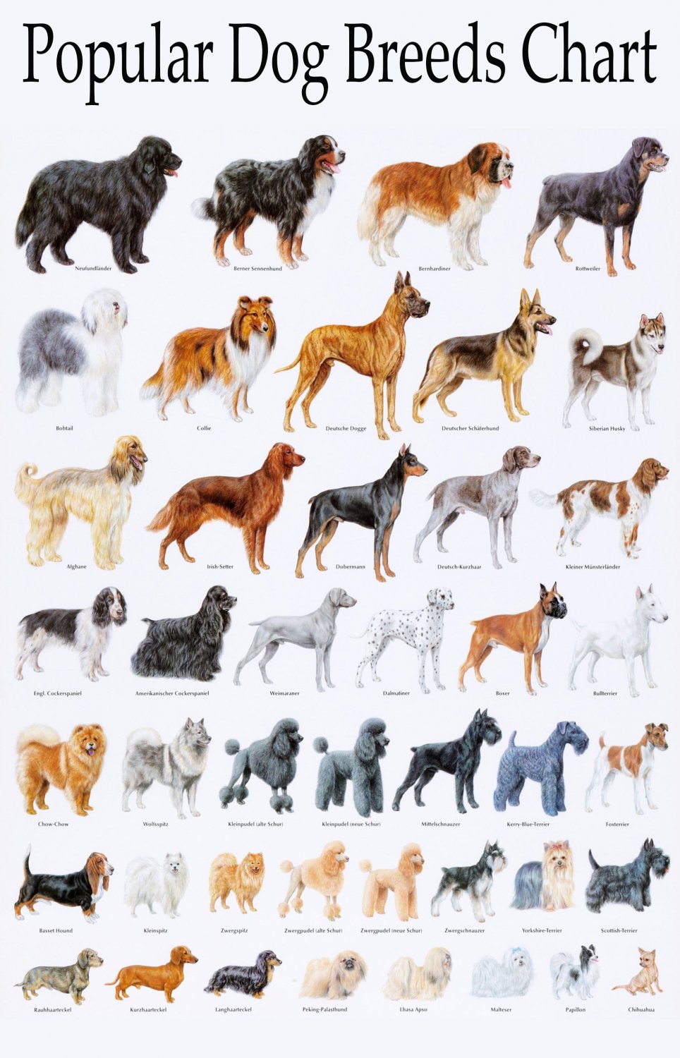 Popular Dog Breeds Chart 18'x28' (45cm/70cm) Poster Printed on a