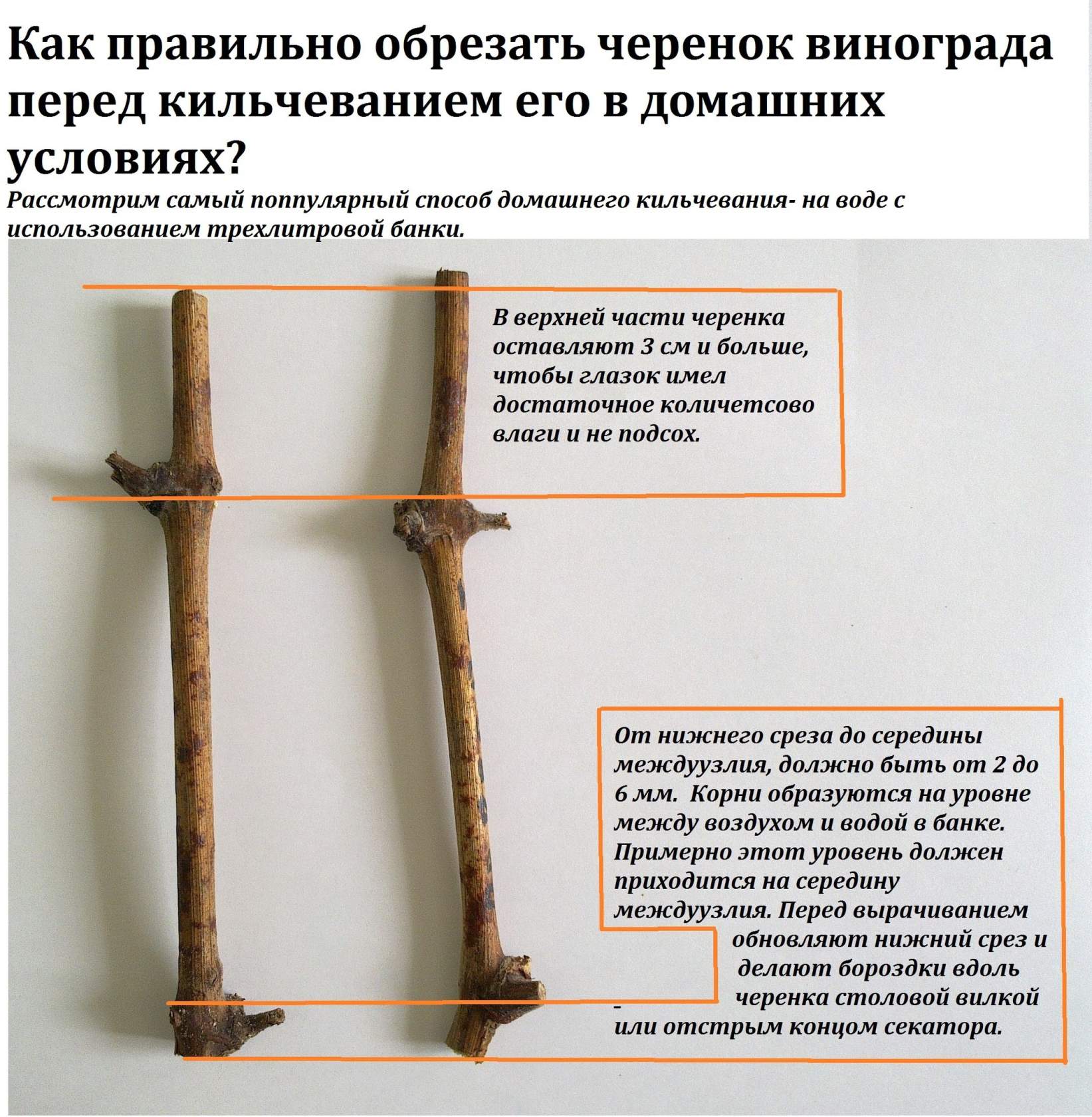 Виноград обрезка на черенки
