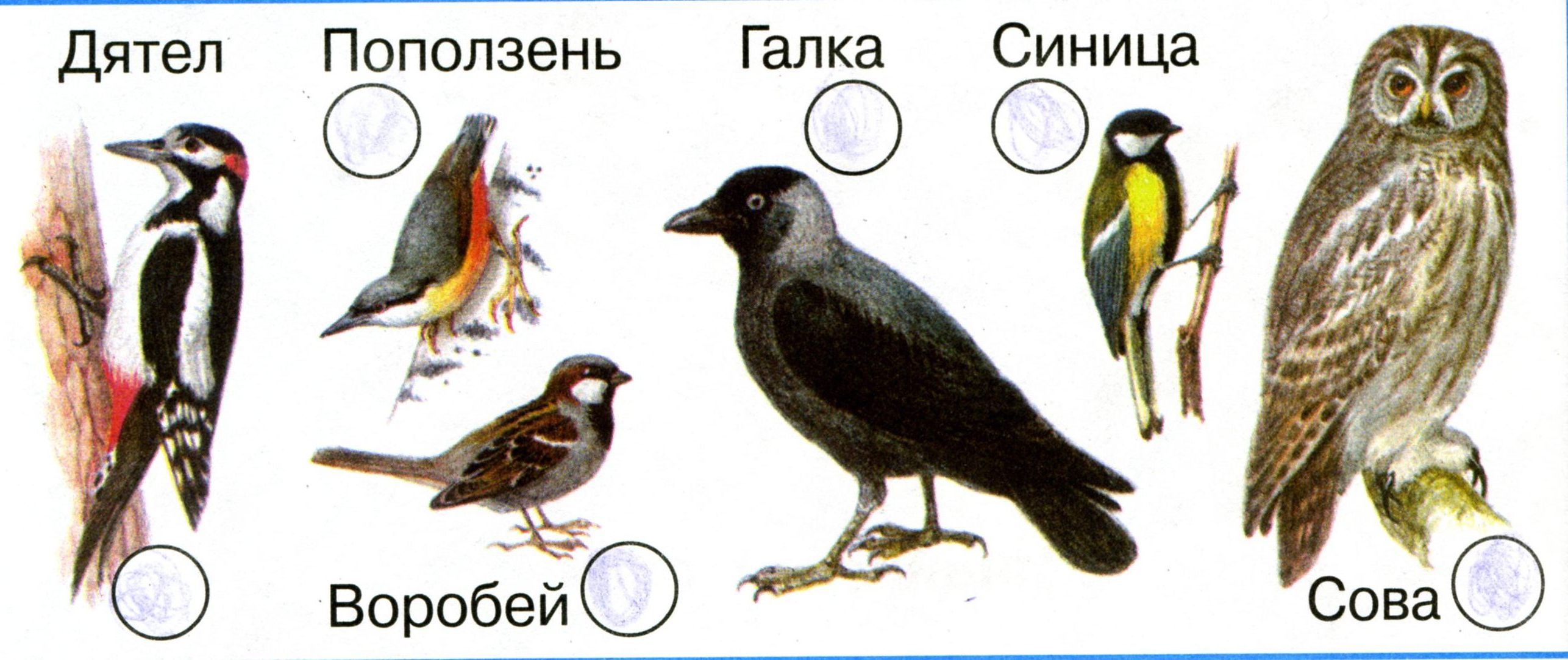 Картинки птиц с названиями для детей цветные красивые