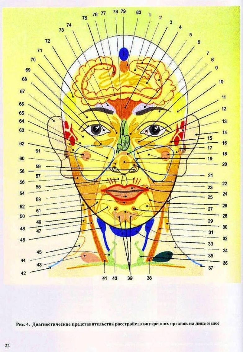 Проекционные зоны органов на лице Огулов