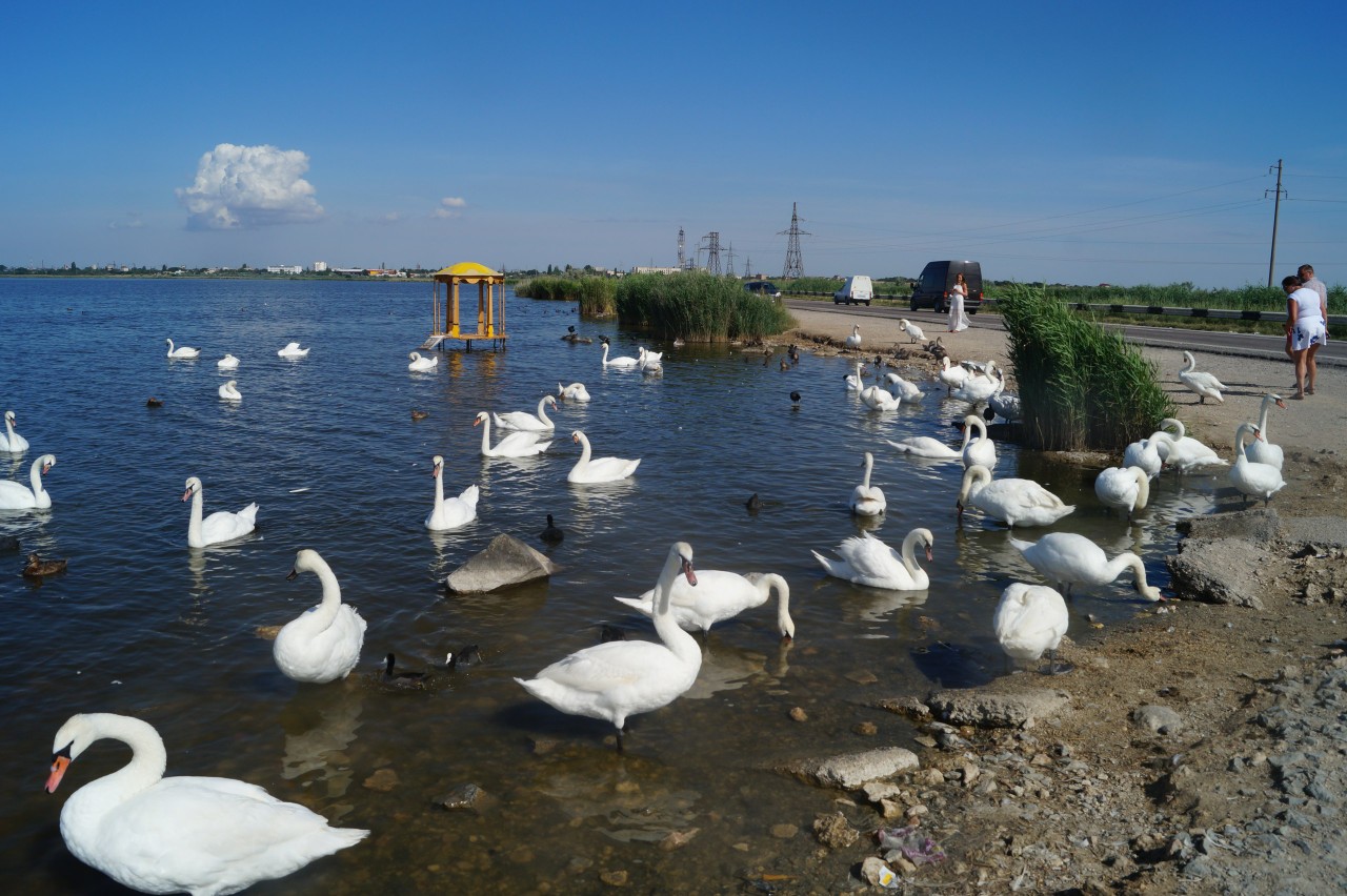 евпатория лебединое озеро