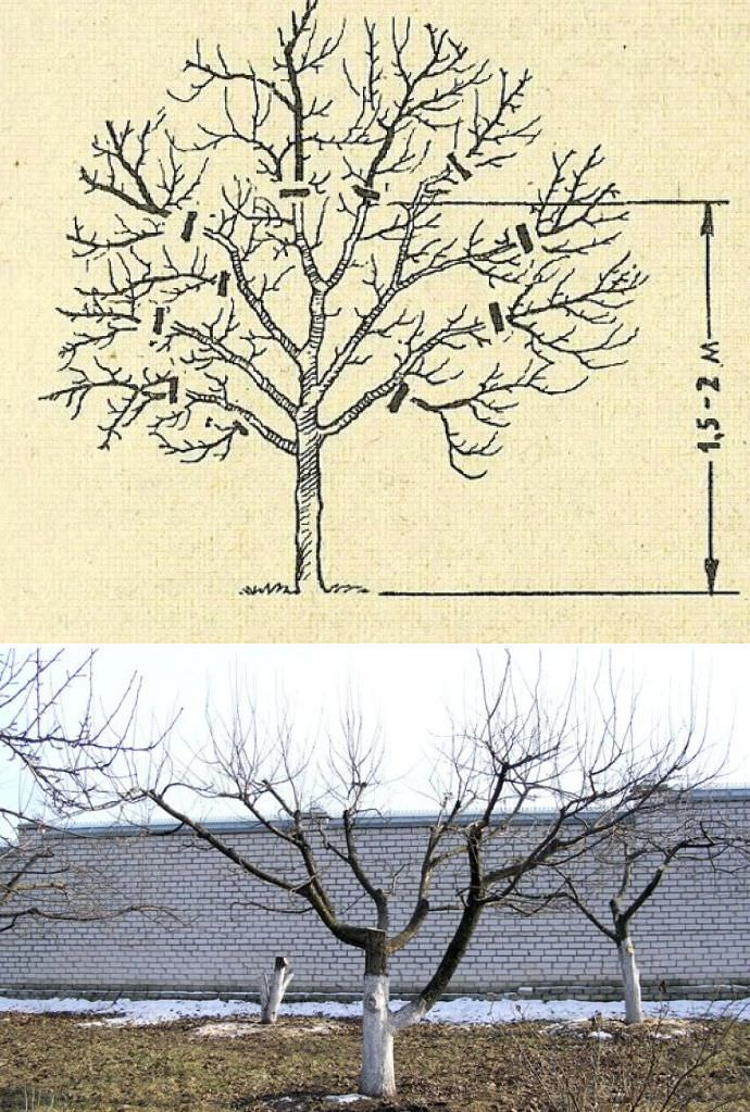Обрезка плодовых деревьев весной в подмосковье сроки. Подрезка яблонь весной схема. Схема обрезки плодовых деревьев осенью. Формировка кроны яблони осенью. Формировка кроны яблони.