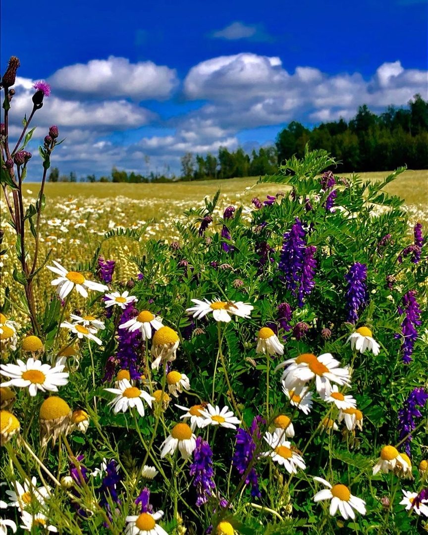 Много трав лето. Полевые цветы. Летние полевые цветы. Летняя природа. Цветы полевые и луговые.