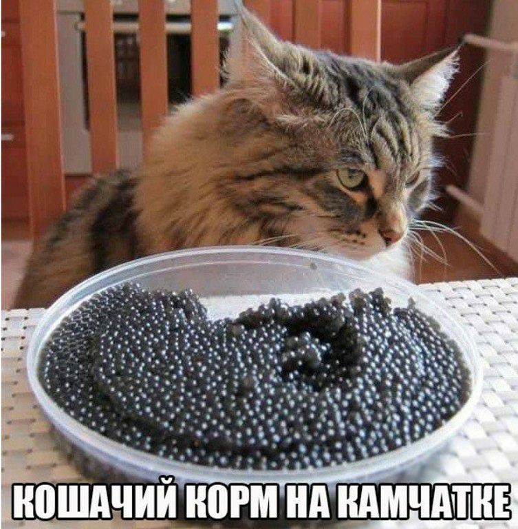 Можно коту семечки. Икра прикол. Черная икра. Черная икра прикольные и смешные. Кот с черной икрой.