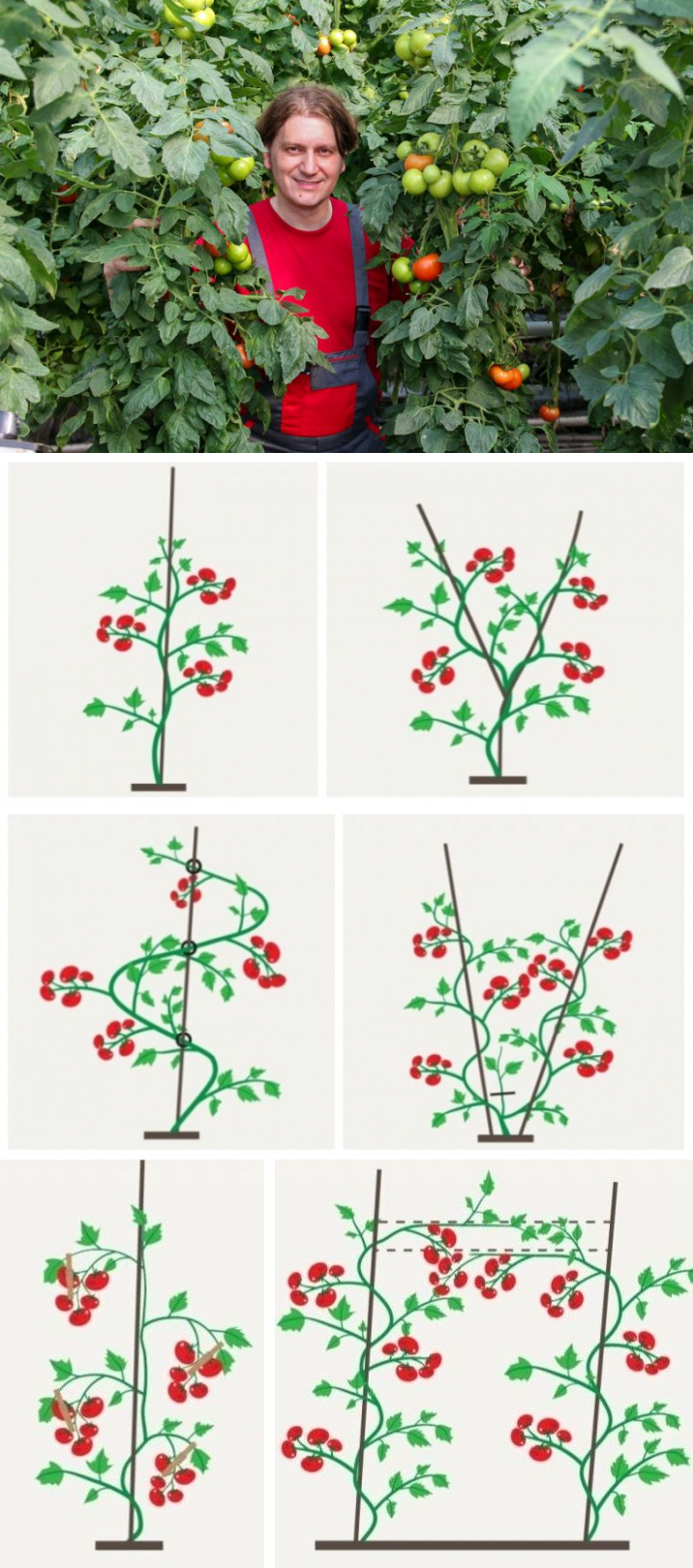 Схема пасынкования помидоров. Формирование кустов помидора. Схема пасынкования низкорослых томатов. Формирование кустов помидора. Формировка томатов черри.