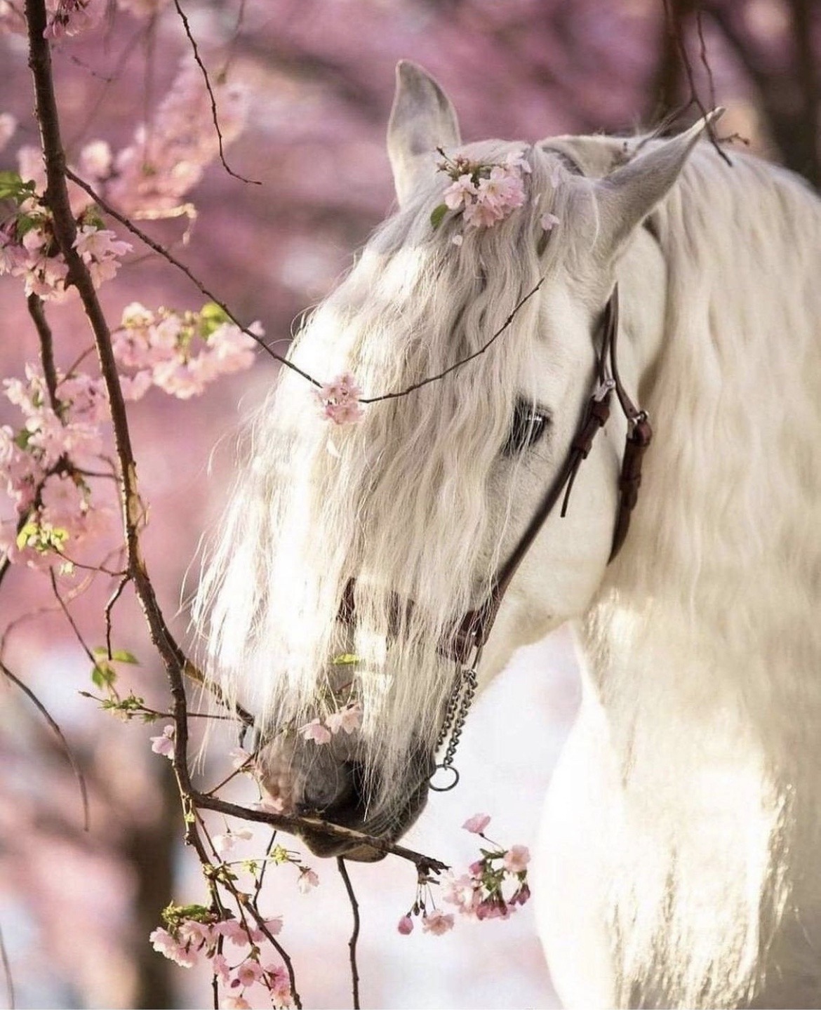 Картинки лошадей на заставку. Красивые лошади. Очень красивые лошади. Очень красивые лошадки. Лошадь светлая.