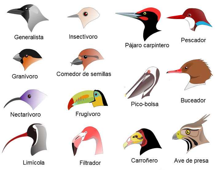 aves chilenas - Búsqueda de Google AVES 3D Постила 