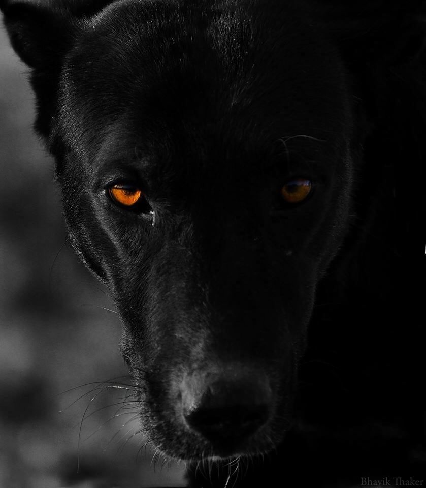 Черный зверь 1. Фото профессионалов черное на черном.