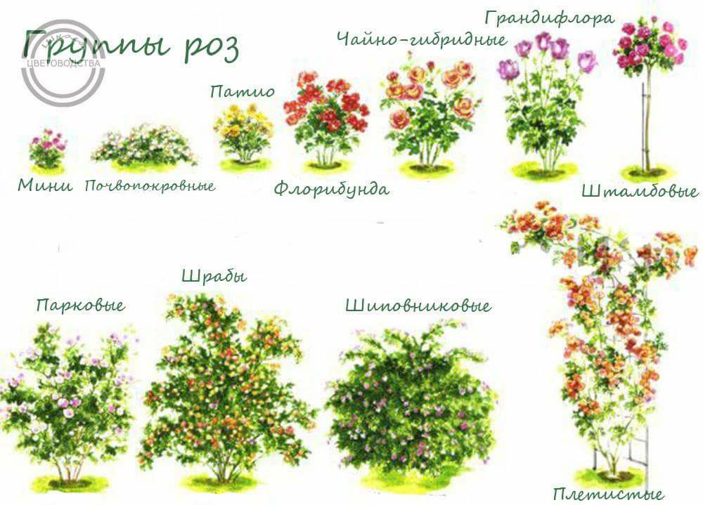 Садовые группы растений. Форма куста розы. Классификация роз. Типы кустовых роз. Виды роз таблица.