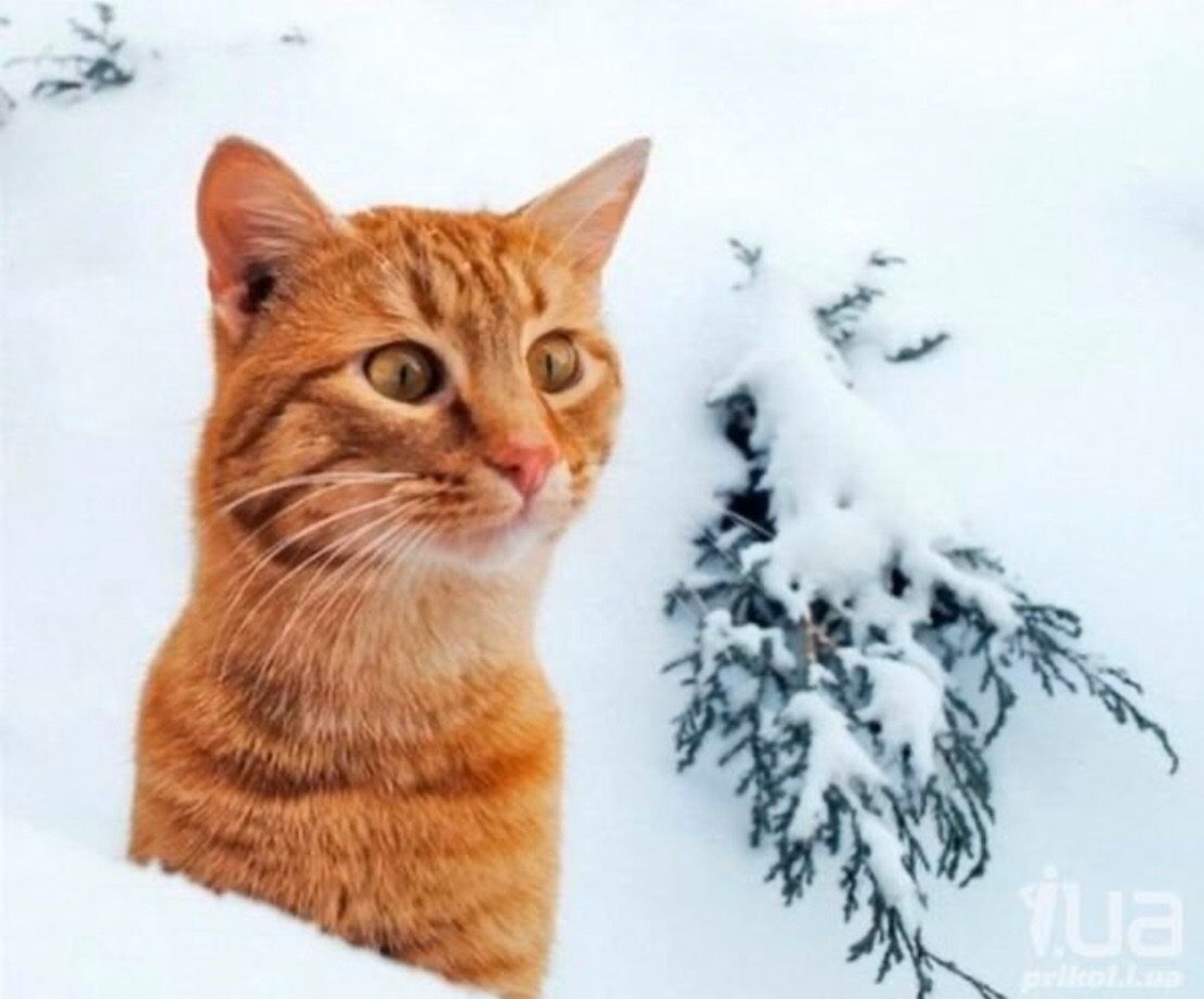 С первым днем кота. Кот в снегу. Рыжий котик в снегу. Кошки зимой. Рыжий кот зимой.