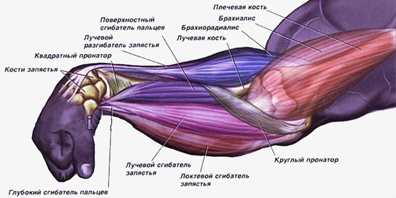 Сухожилия на теле человека схема