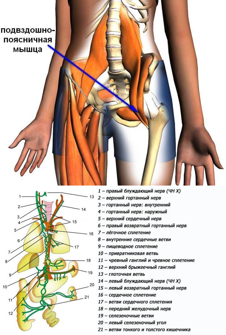 Подвздошная мышца где находится. Подвздошно-поясничная мышца. Повздошнопоясничная мышца. Повздошноплясничная мышца. Подзводно-поясничая мышца.