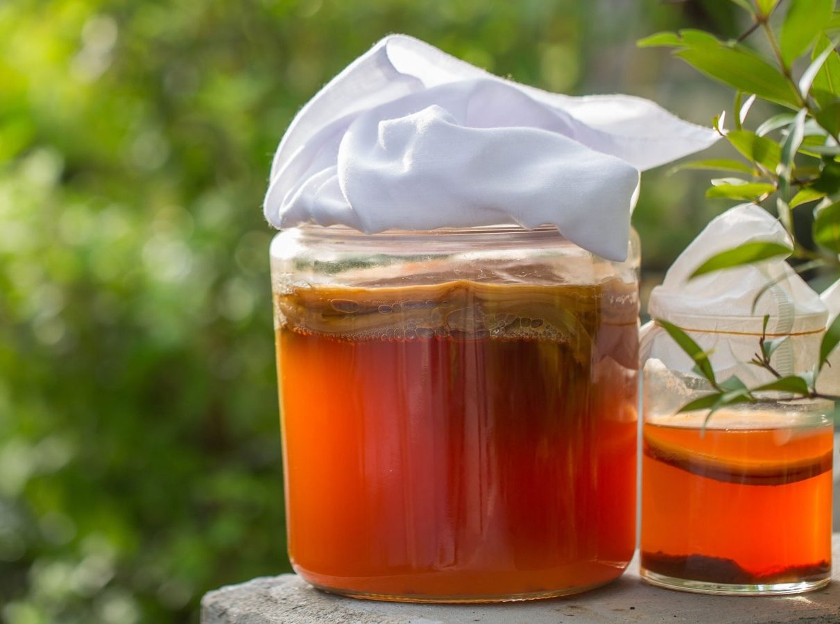 Kombucha чайный гриб