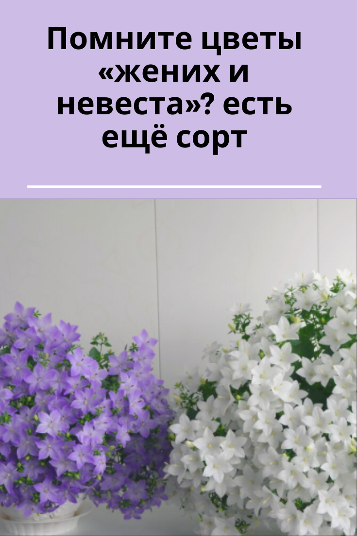 Невеста купить семена. Цветок Кампанула невеста. Цветок Кампанула жених. Кампанула жених и невеста.