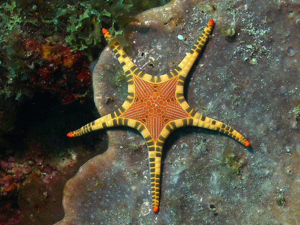 Морская звезда геленджик фото