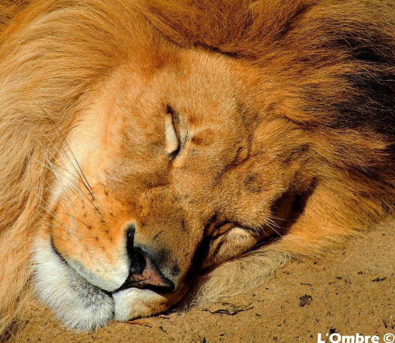 A lion sleep during the day. Спящие львы. Сонный Лев. Спящий Лев картинки.